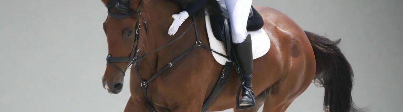 Canter Cart